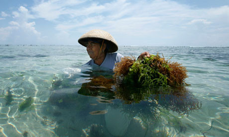 Seaweed harvesting in Bali. From seaweed to slime, algae is the future of food, says Professor Mark Edwards Photograph: Ed Wray/AP