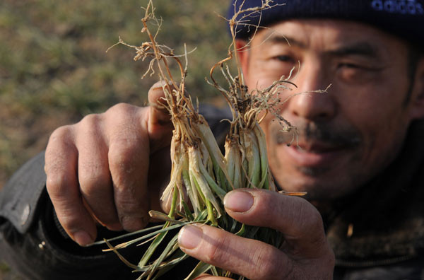 Sun Minghua, a rural resident of Bozhou in East China's Anhui province, checks out withering wheat seedlings on his farm on Thursday. [Photo/China Daily]