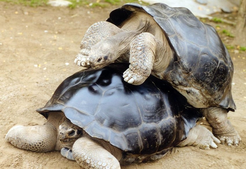 An image from happier days. Klagenfurt zoo director says they were born Elga Happ in 1897. The animals Transferred to Klagenfurt from Basel, Switzerland in 1976.