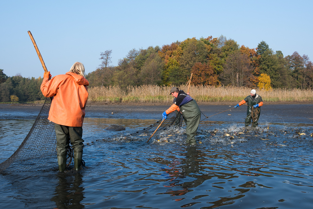 KarpfenAbfischung Blumberger Teiche Sebastian Hennigs Wildlife