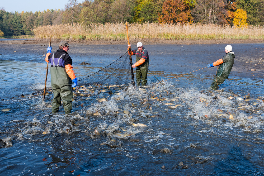 KarpfenAbfischung Blumberger Teiche Sebastian Hennigs Wildlife