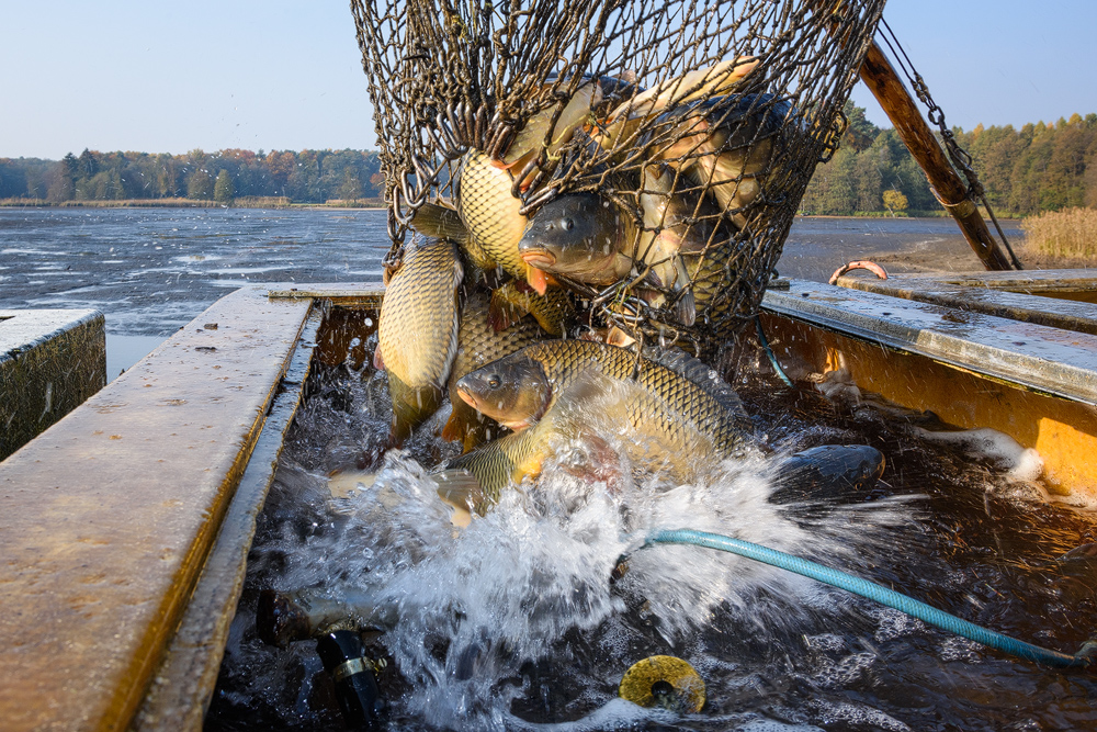 KarpfenAbfischung Blumberger Teiche Sebastian Hennigs Wildlife