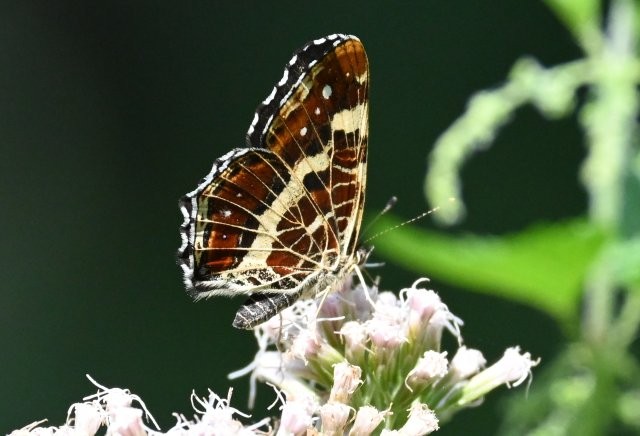 Landkärtchen - Araschnia levana, Foto: Birgit Emig