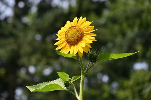 Sonnenblume, Foto: Birgit Emig