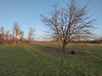 Speierling auf der Wiese