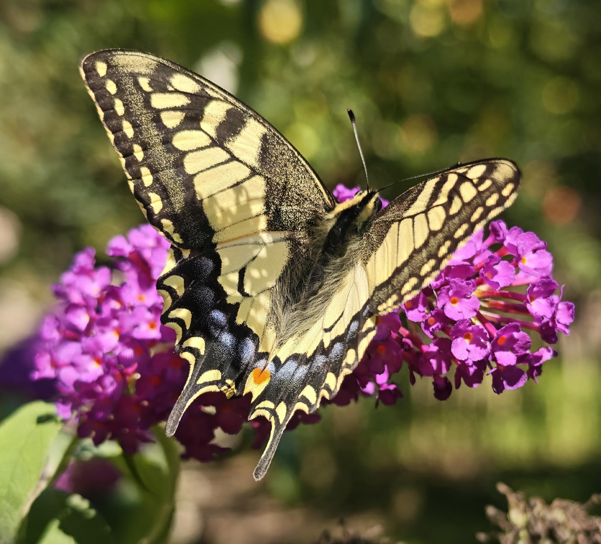 Schwalbenschwanz auf Sommerflieder, Foto: Friederike Wolf