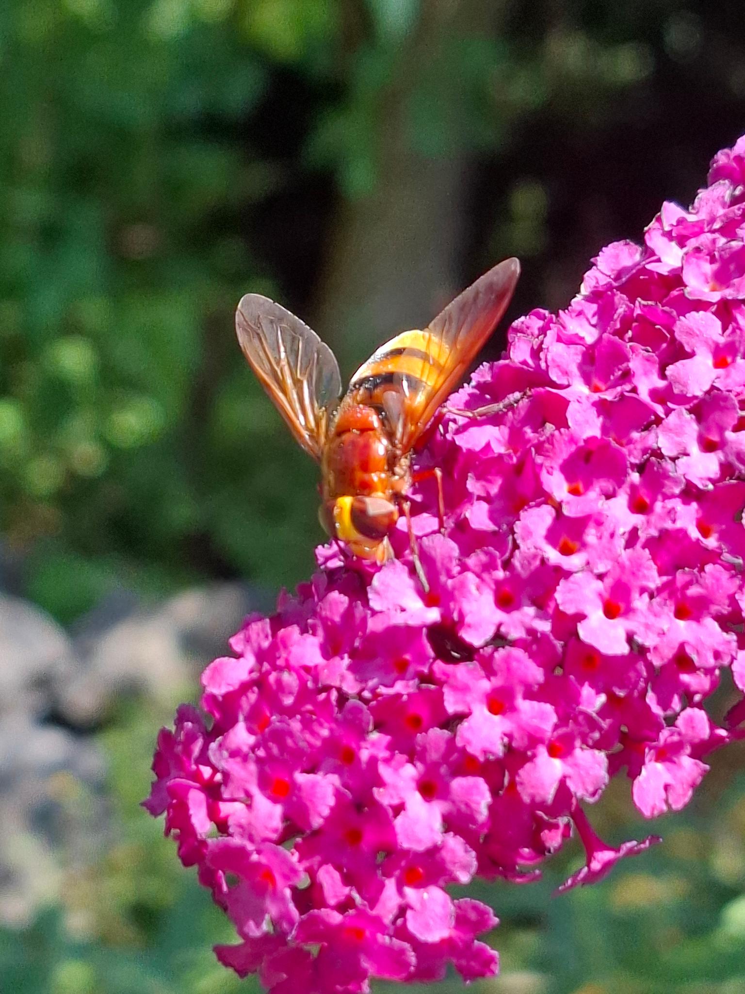 Hornisse auf Sommerflieder, Foto: Birgit Emig