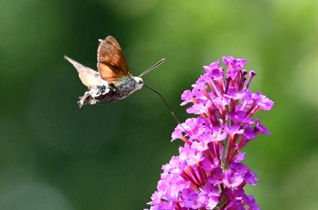 Taubenschwänzchen - Macroglossum stellatarum 