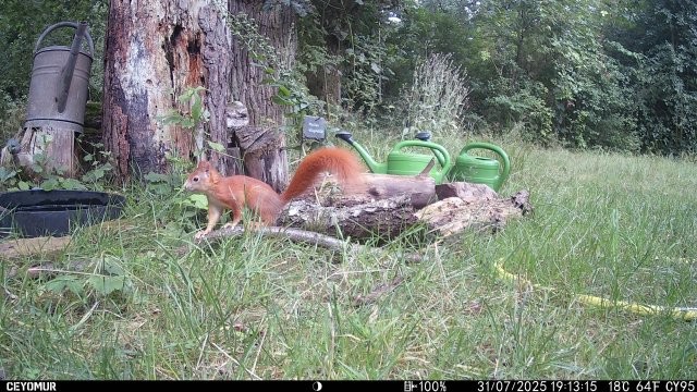 Eichhörnchen ganz neugierig , Foto: Birgit Emig