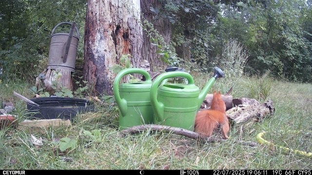 Eichhörnchen ganz neugierig , Foto: Birgit Emig