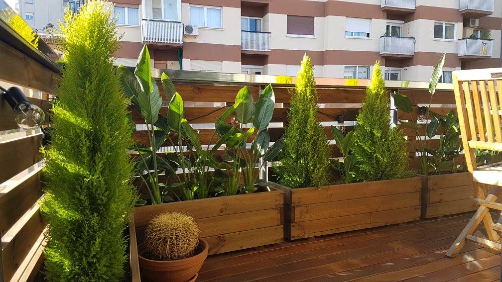 jardinera + celosia