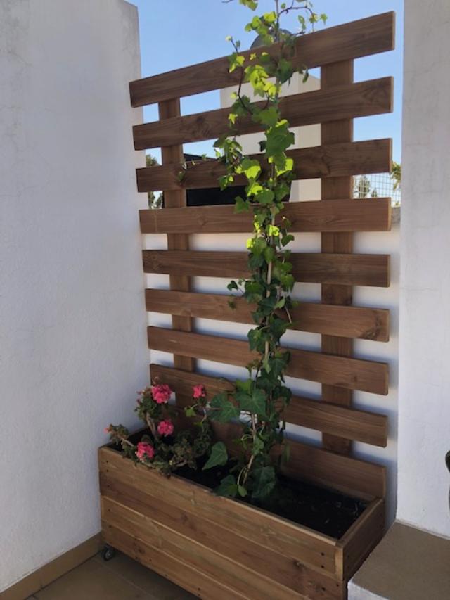 jardinera + celosia