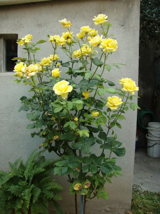 Rosal