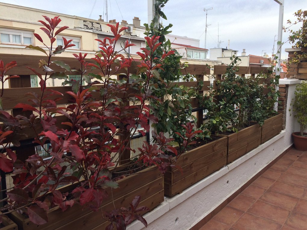 jardinera + celosia