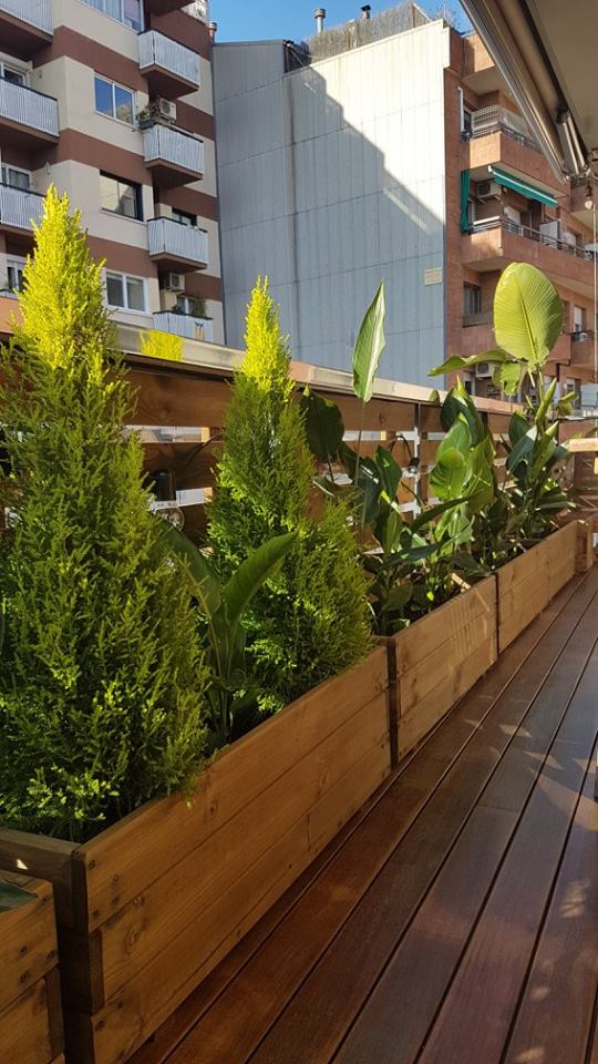 jardinera + celosia
