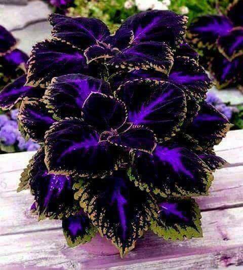 COLEUS