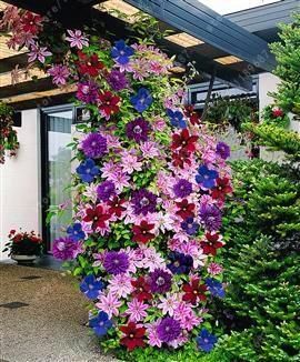 CLEMATIS