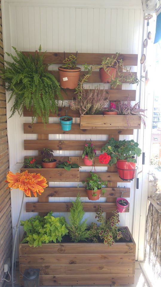 jardinera + celosia