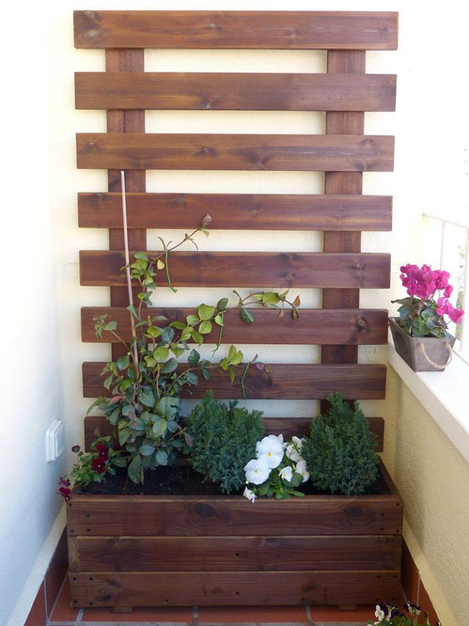 jardinera + celosia