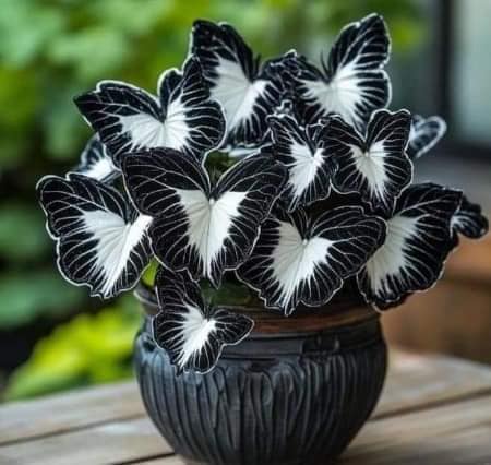 MARIPOSAS
