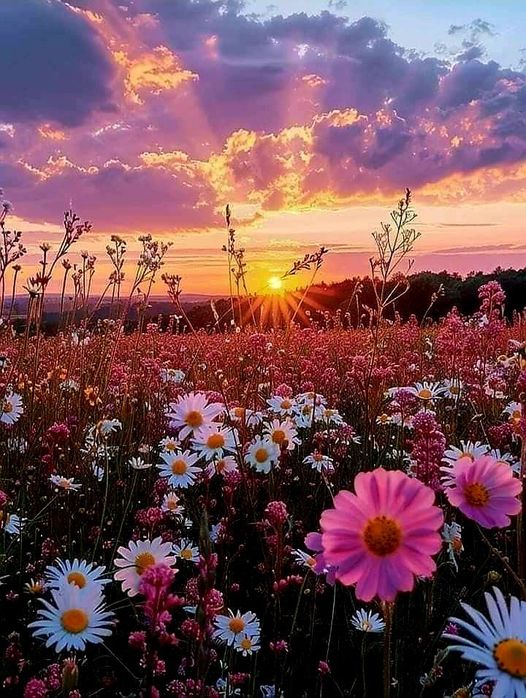 PUESTA DE SOL