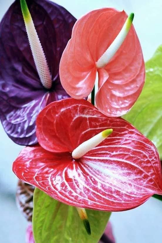 FLORES ( anturio )