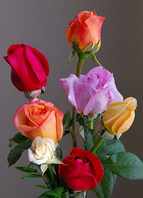 ROSAS