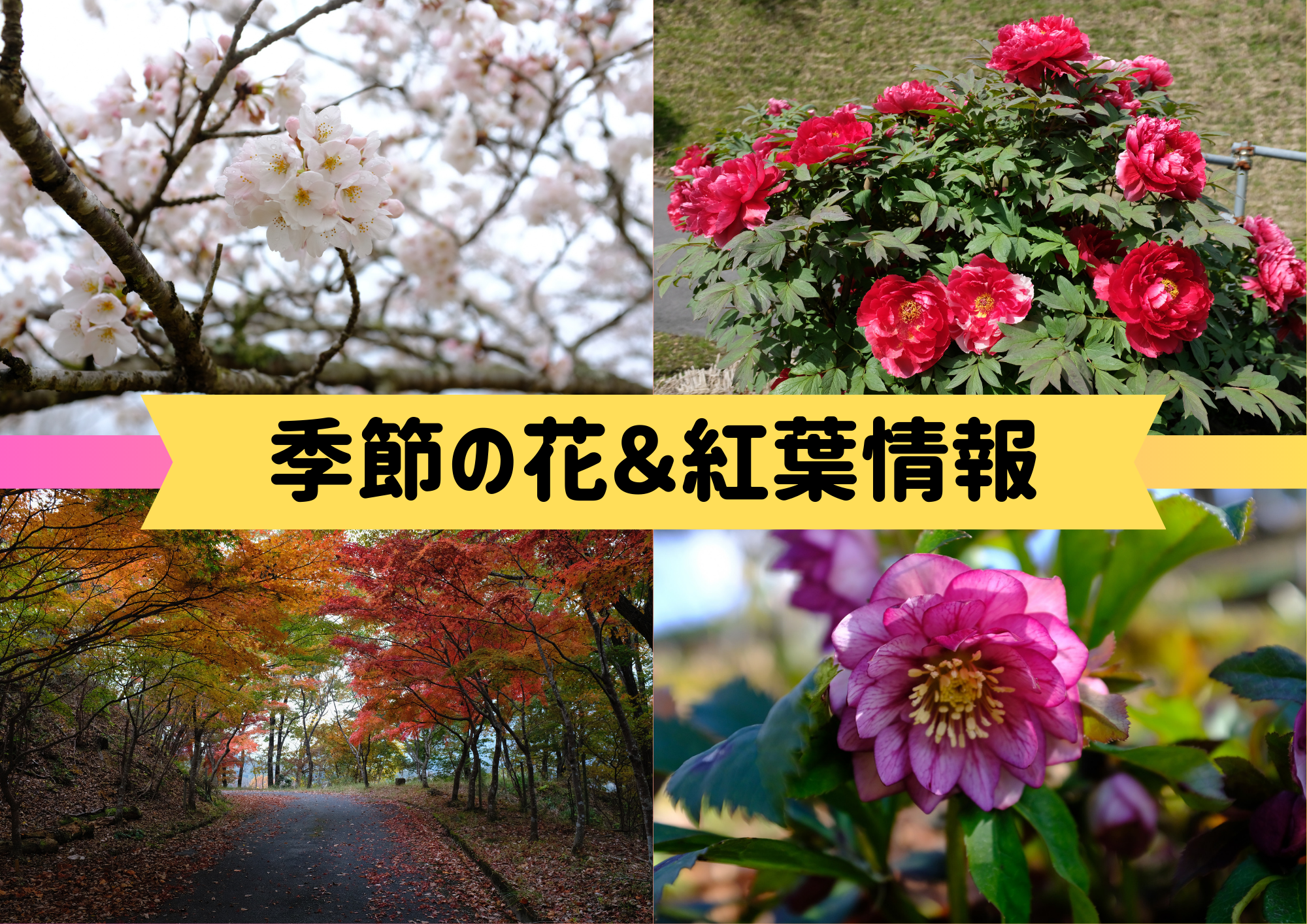 季節の花＆紅葉情報（2024.02.24更新）