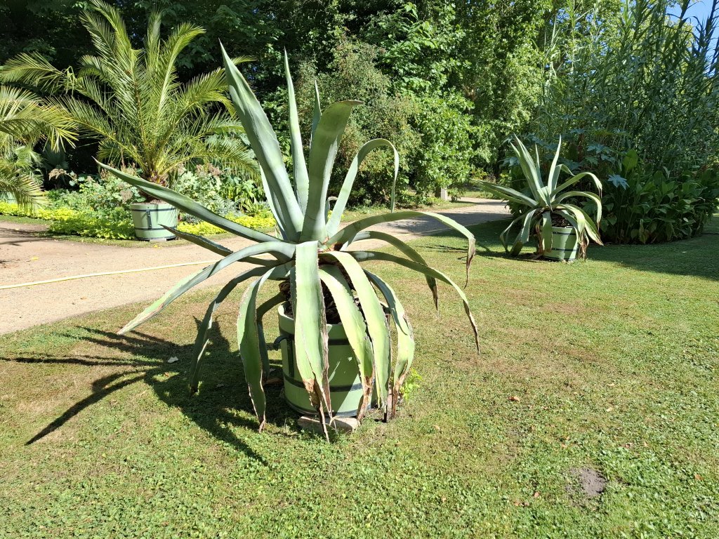 Eine große Agave als dekoratives Element in einem Beet