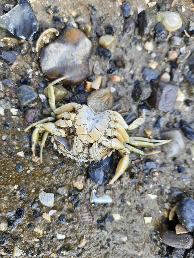 Nahaufnahme einer Strandkrabbe im Schlick bei Ebbe