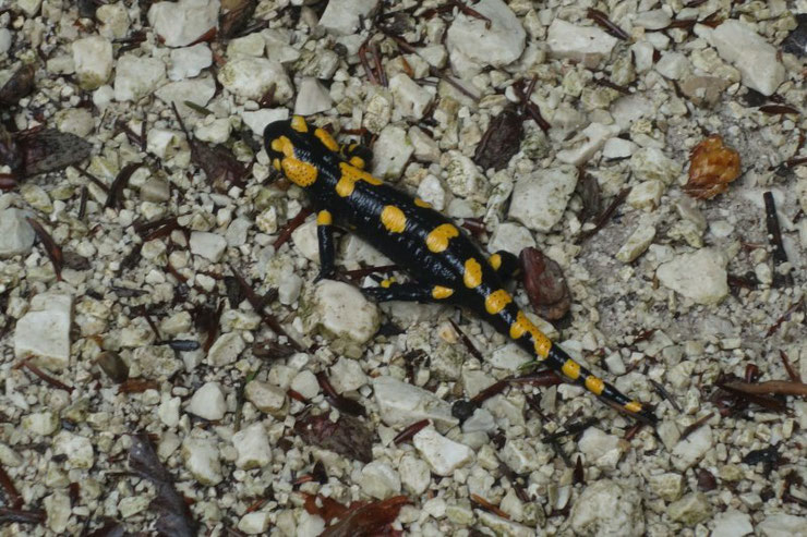 Eine detailgetreue Feuersalamander-Figur am Wegrand des Naturlehrpfads