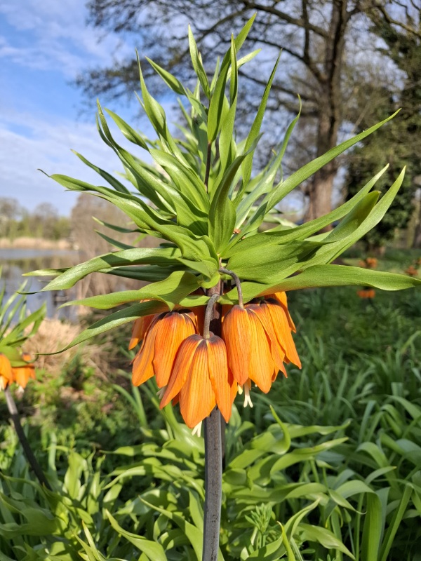 Kaiserkronen im Südpark 