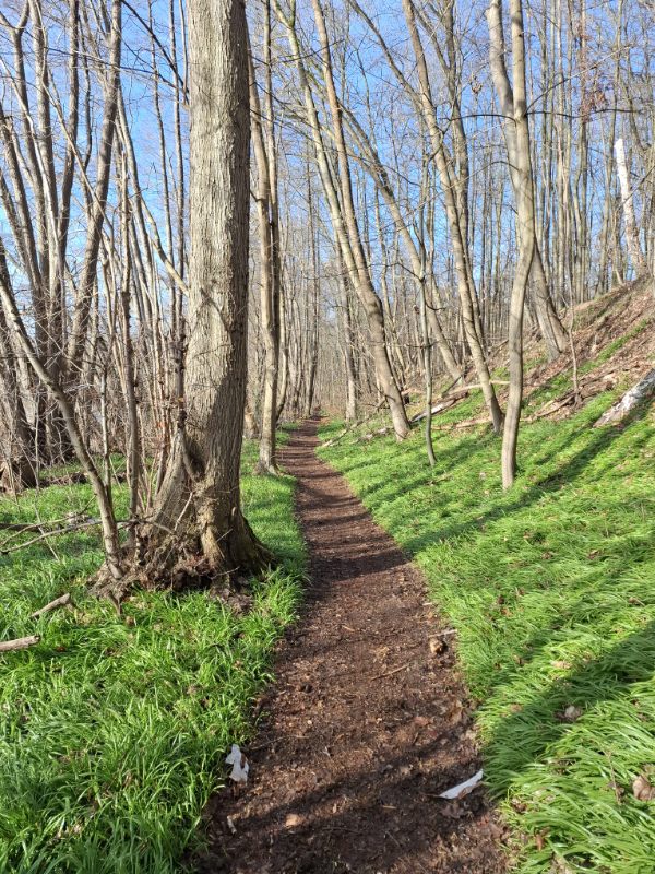 Grüner Hohlweg im lichten Wald