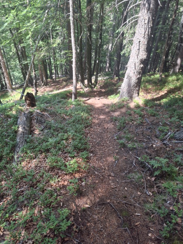 Waldpfad Kranzberg Tichtung Elmau