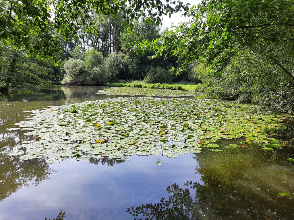 Blick über einen idyllischen Teich im Odenwald, dessen Oberfläche fast vollständig mit grünen Seerosen bedeckt ist