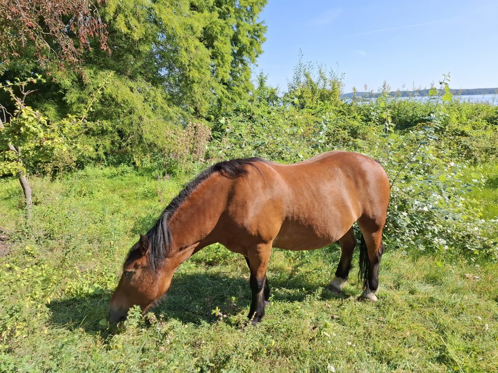 Ein braunes Pferd (oder Muli) grast friedlich auf einer Koppel