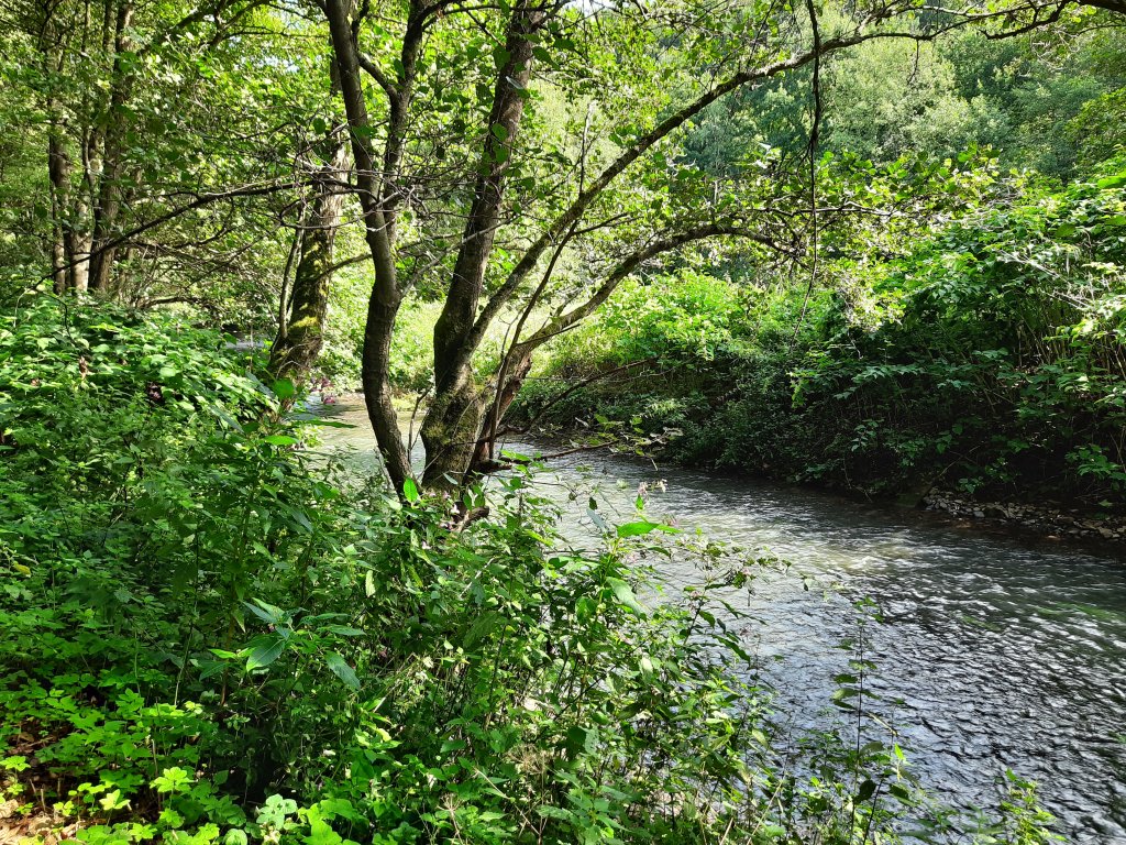 Ein naturbelassener, klarer Bachlauf, der von dichtem grünem Gebüsch und Bäumen im Odenwald gesäumt wird