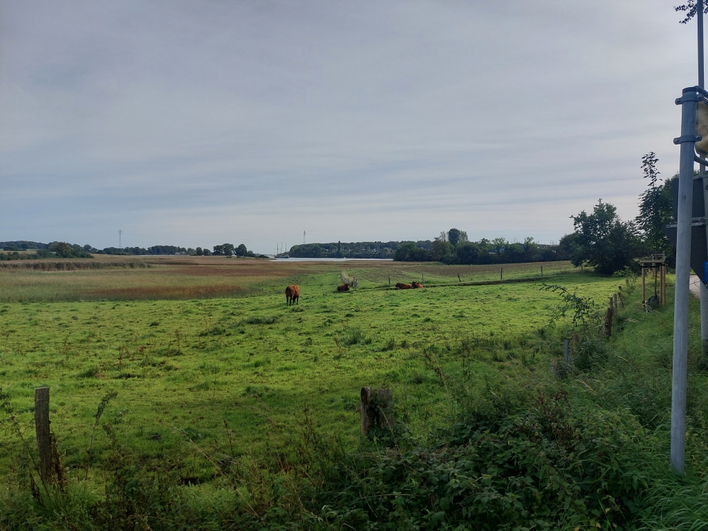Weitläufige grüne Wiesen und Felder unter einem weiten Himmel auf dem Weg nach Maasholm