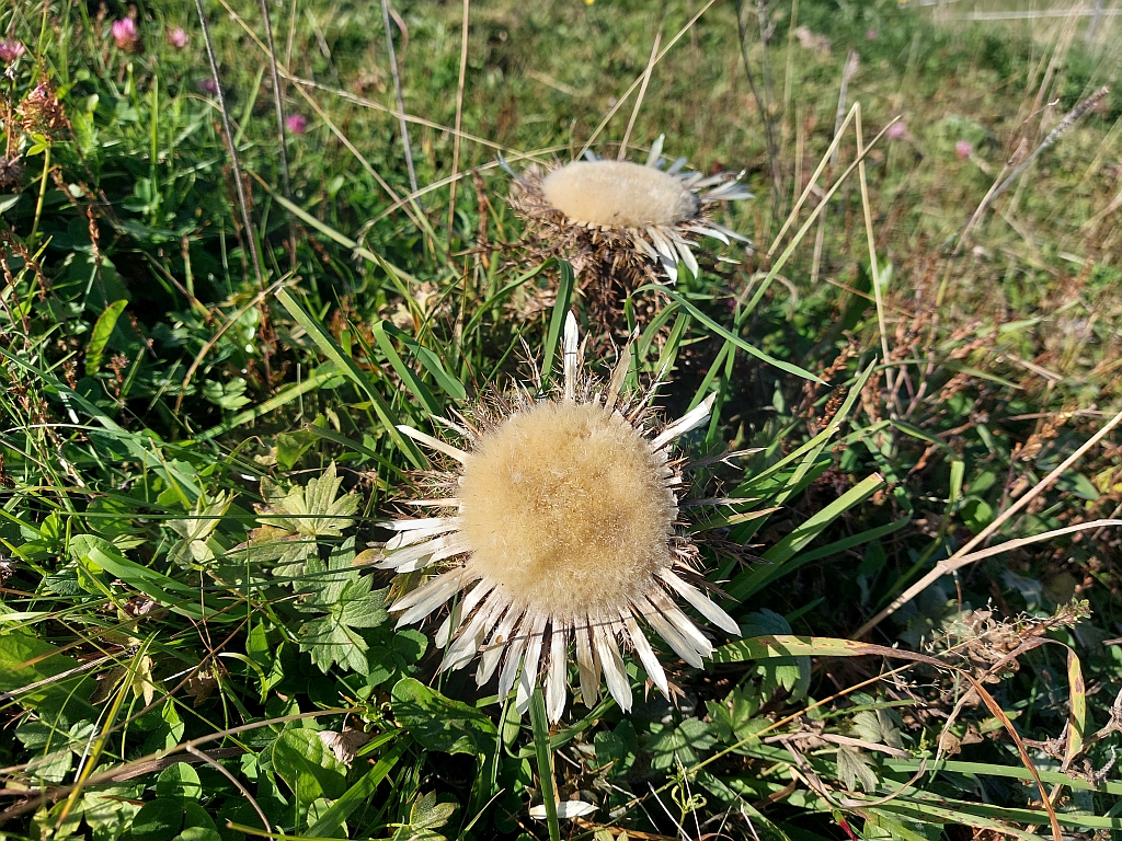 Makroaufnahme einer verblühten Alpenblume (Löwenzahn-Pusteblume) auf einer Wiese