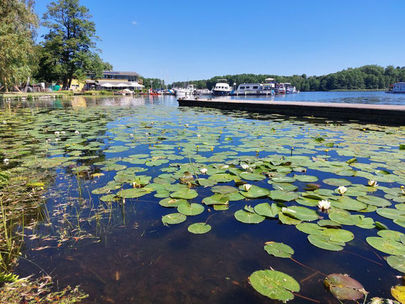 Schwedtsee mit vielen schwimmenden Seerosen