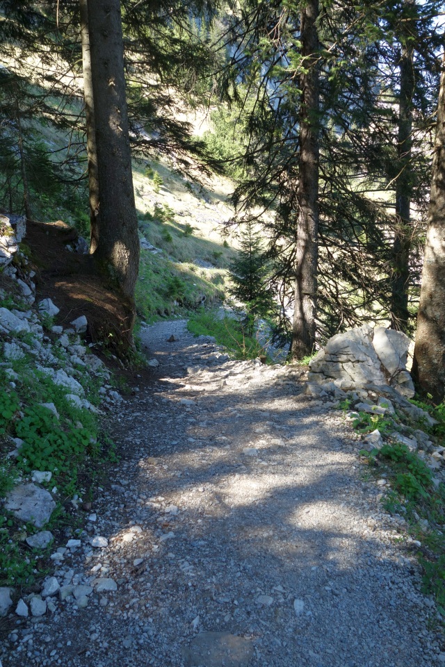 Schmaler Wanderpfad führt durch einen dichten Bergwald bergab
