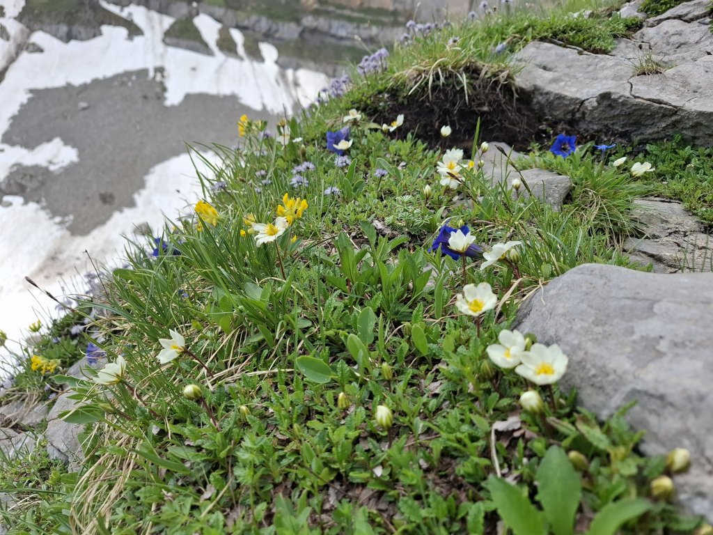 Alpenblumen
