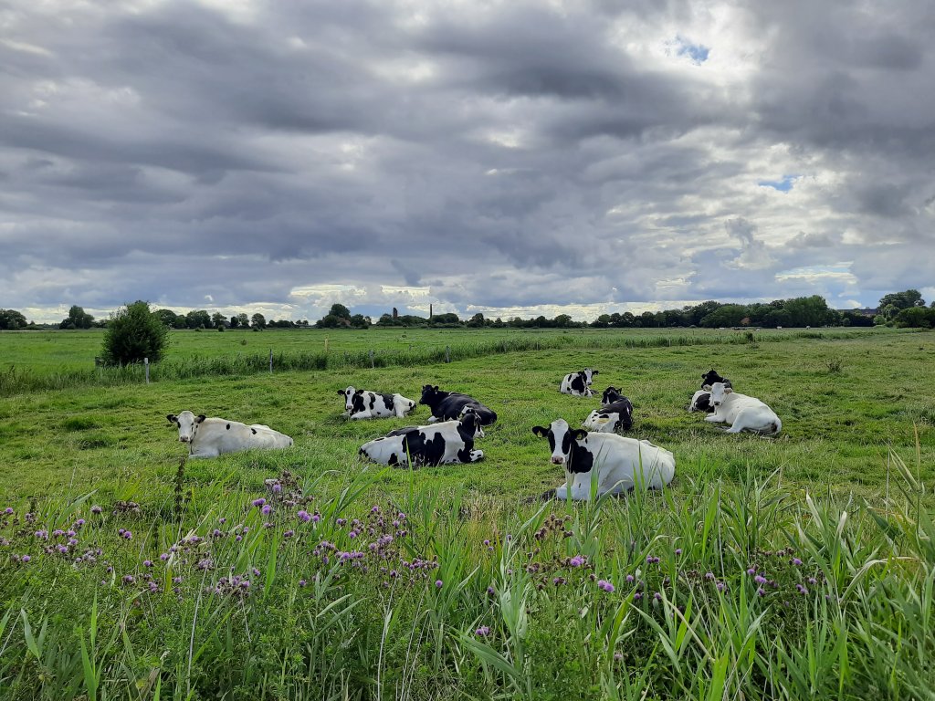 Kühe grasen entspannt auf einer grünen Weide unter dramatischem Wolkenhimmel