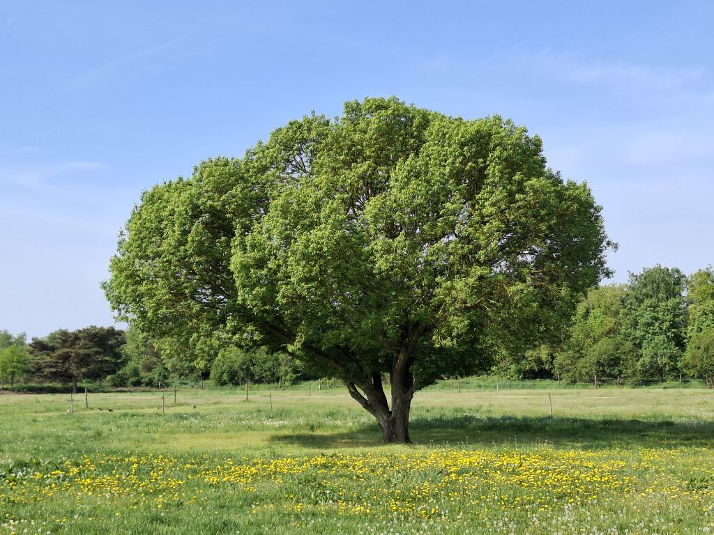 Natur Rieselfelder Karolinenhöhe 