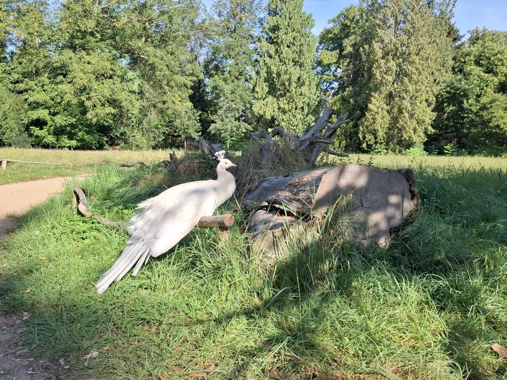 Ein seltener weißer Pfau steht stolz auf einer Wiese