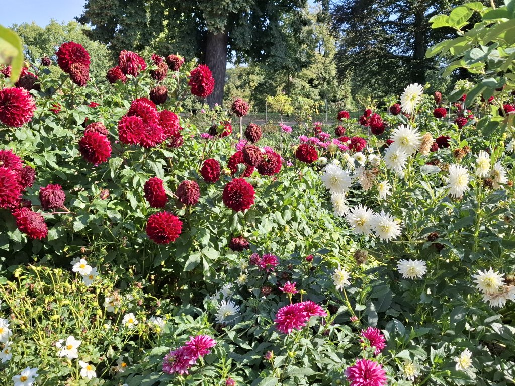 Üppig blühende rote Rosen im Schlossgarten