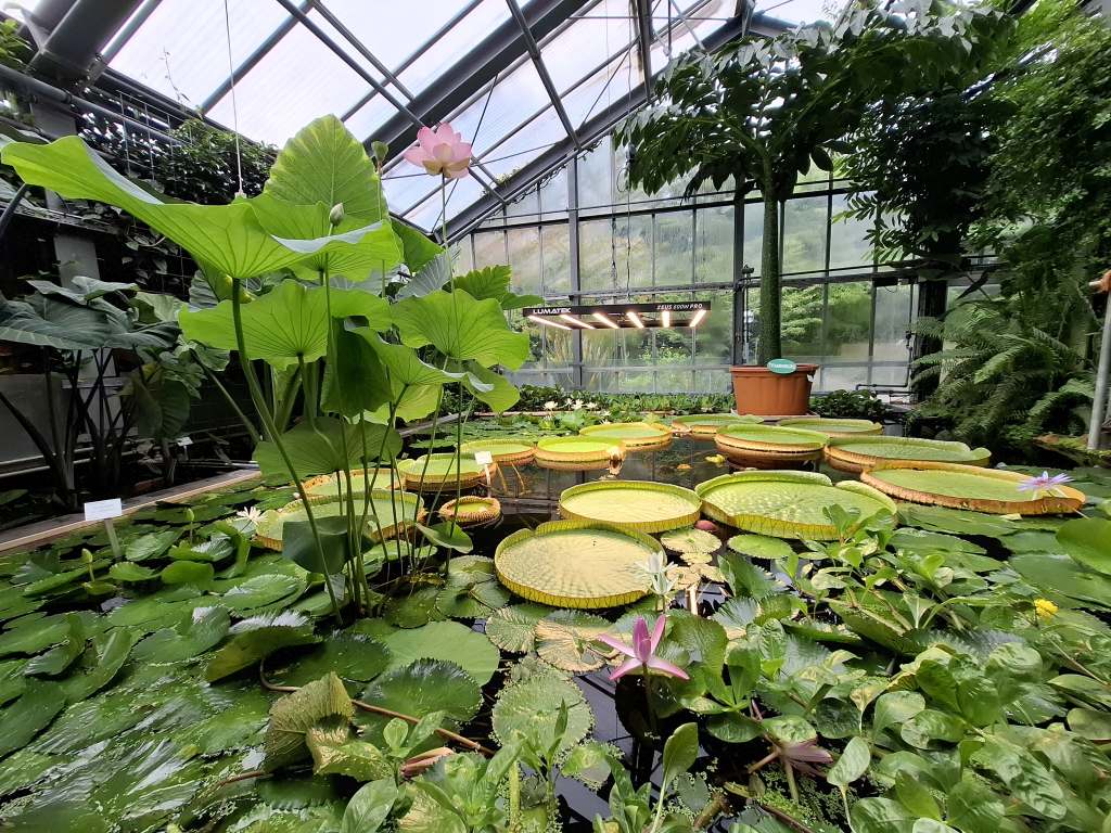 Königin der Seerosen Botanischer Garten Kiel