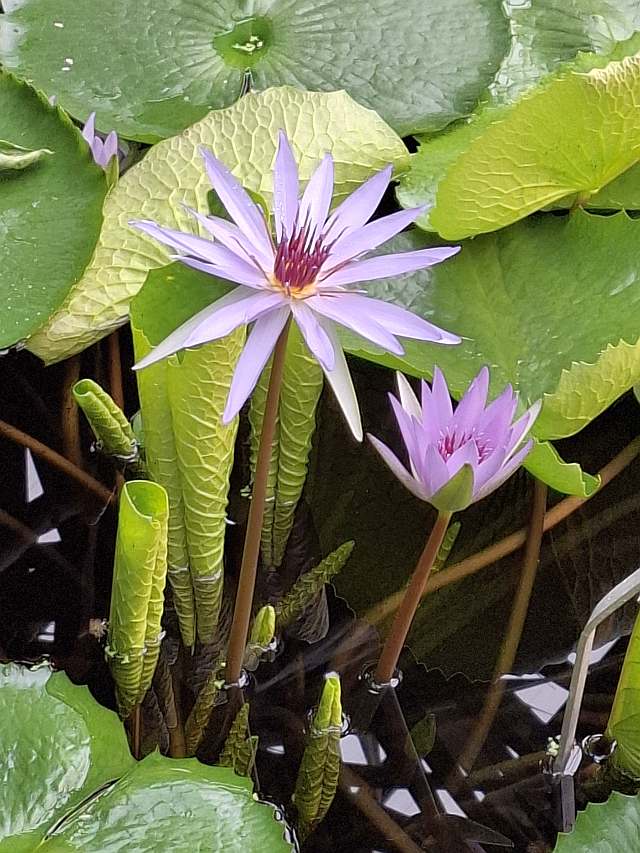 Blühende Pflanze Botanischer Garten Kiel