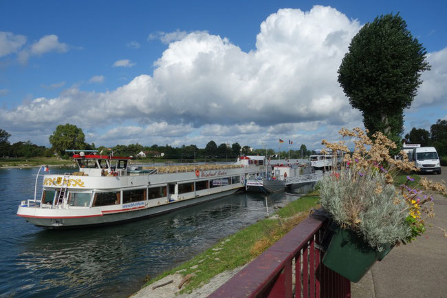 Ein weißes Ausflugsschiff fährt auf dem Altrhein an der grünen Uferpromenade entlang