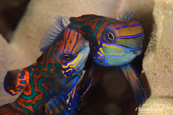 Poisson Mandarin, Mandarin Bay, Bali